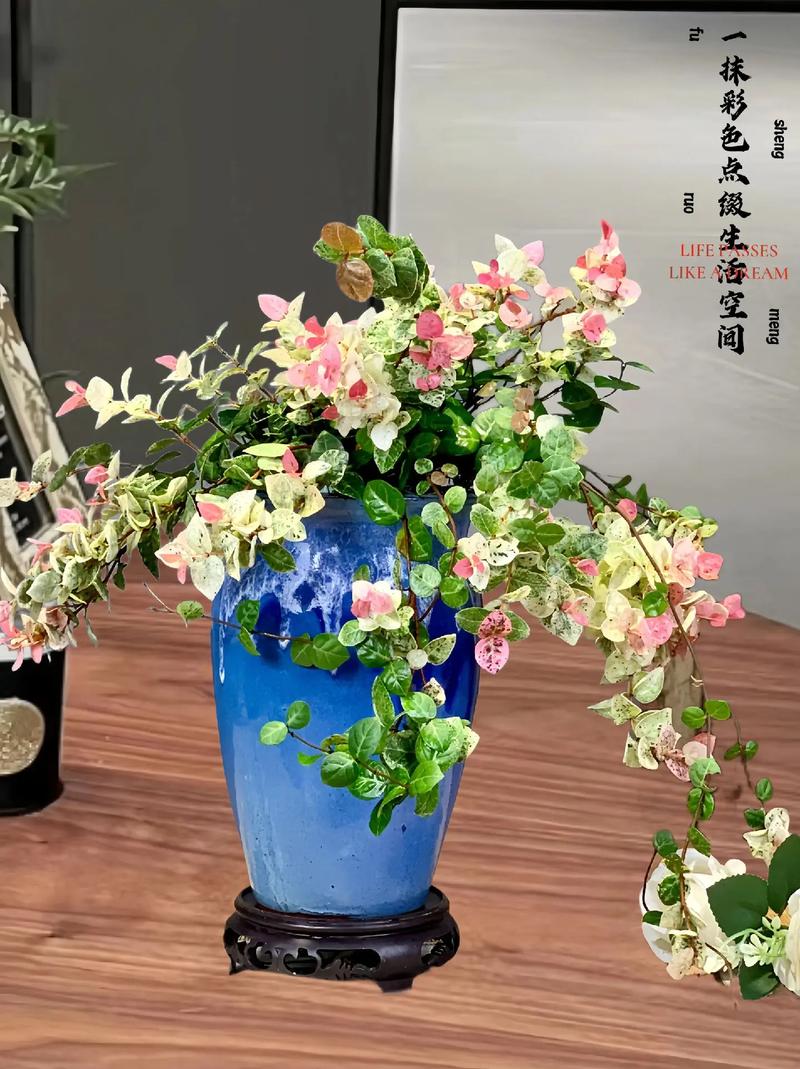 五彩络石花期
