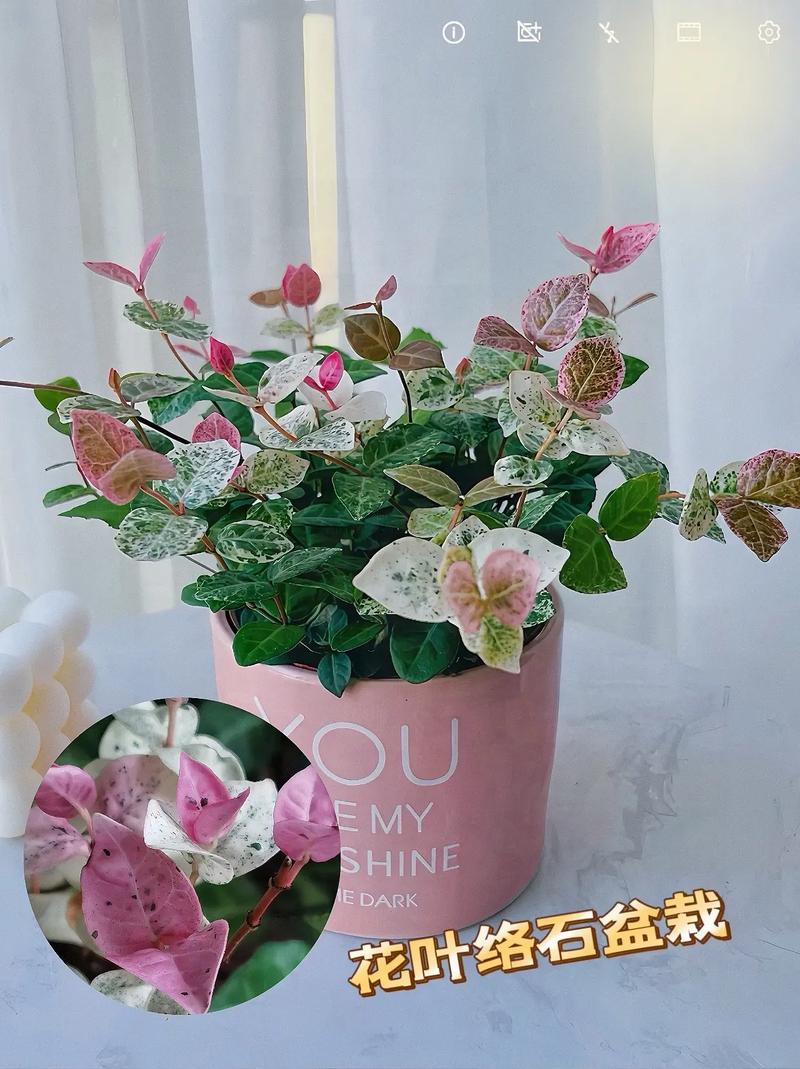 五彩络石开花吗