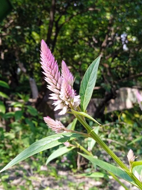 青葙花语是什么