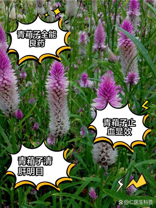 青葙的养殖方法及注意事项(青葙子用量和功效是什么呢?)