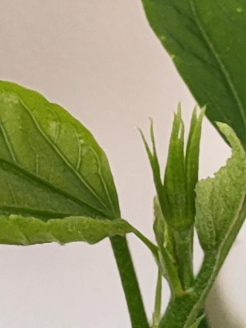 木菊花没开花就把花骨朵掉了解一下