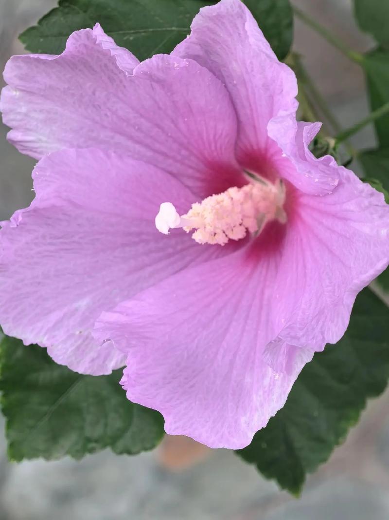 木菊花花骨为什么掉木菊花花骨为什么掉