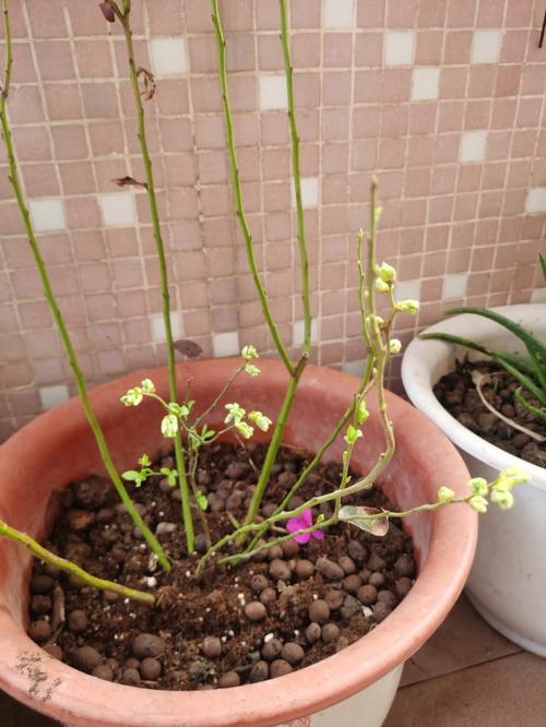 盆栽木菊掉花骨朵怎么办