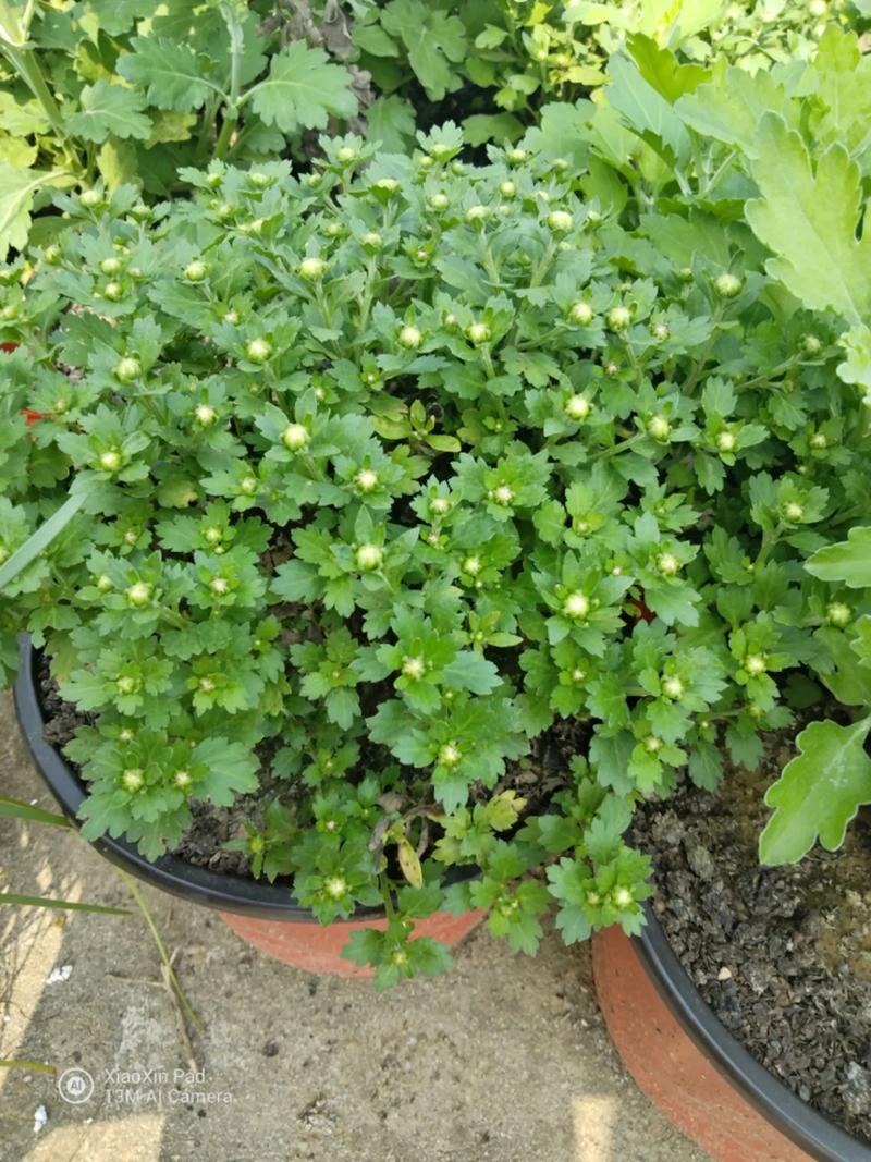 木菊花的花骨朵为什么会掉
