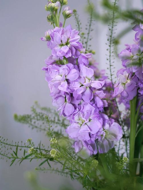 紫罗兰插花养法