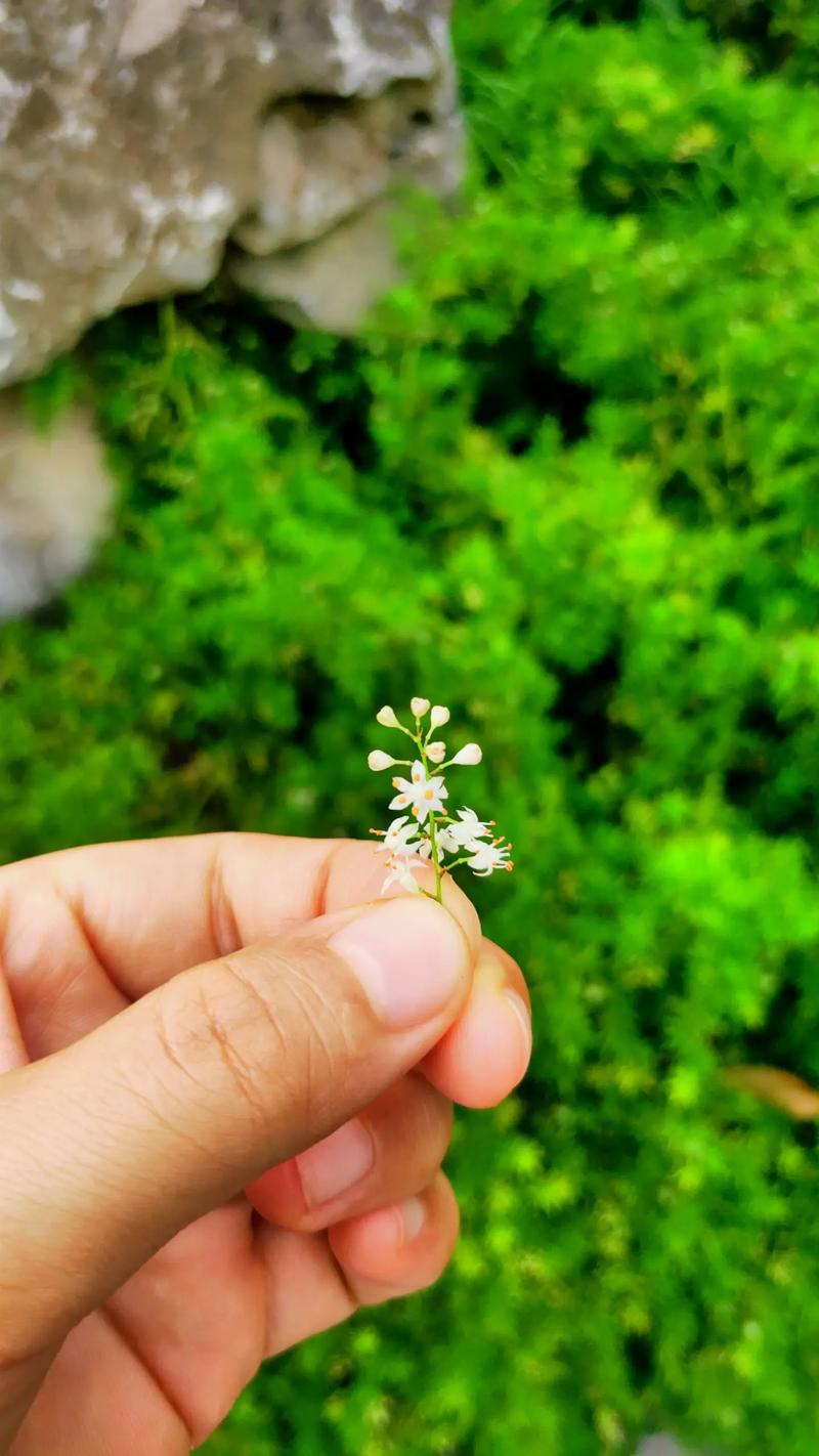 天门冬应该怎么养殖