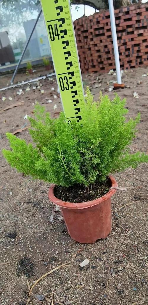 天门冬怎么种植技术