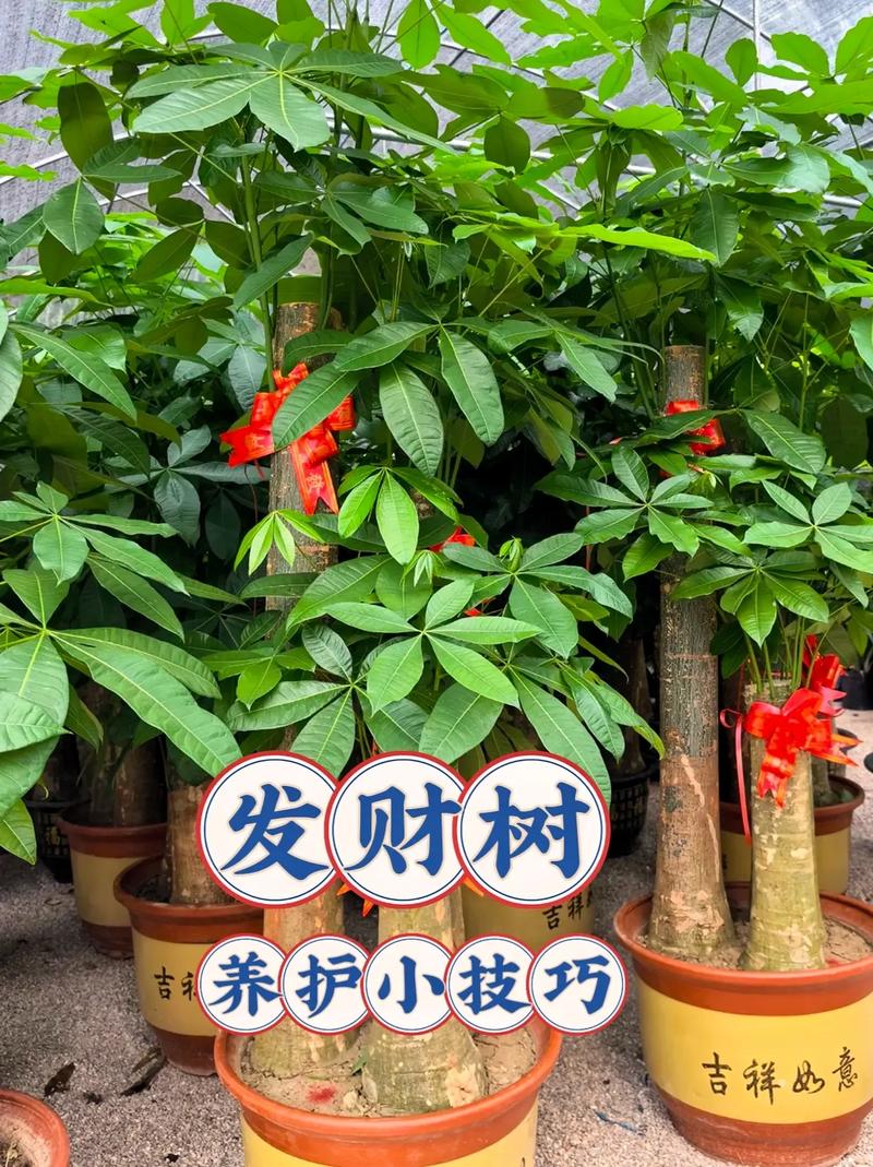 发财树冻了还能浇水吗,怎么浇水