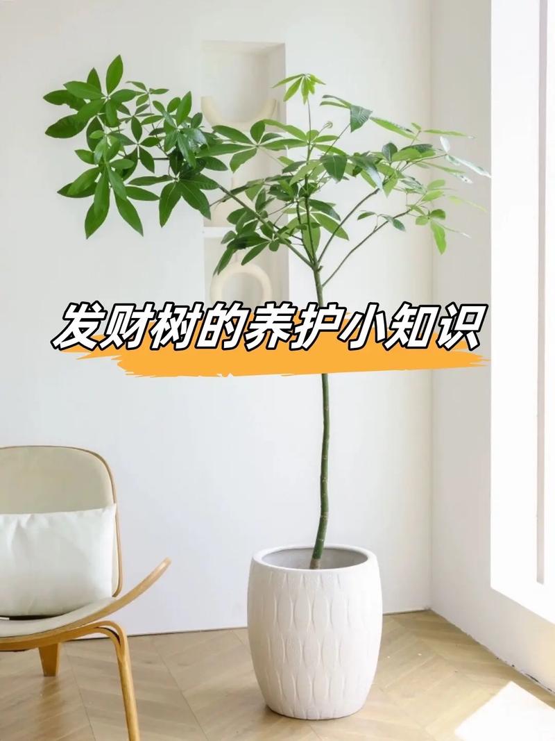 发财树冻了能缓过来吗,冻了怎么浇水