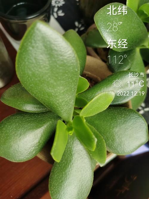 燕子掌栽培养护