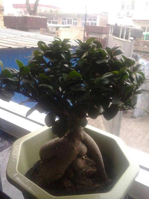 燕子掌用大盆还是小盆