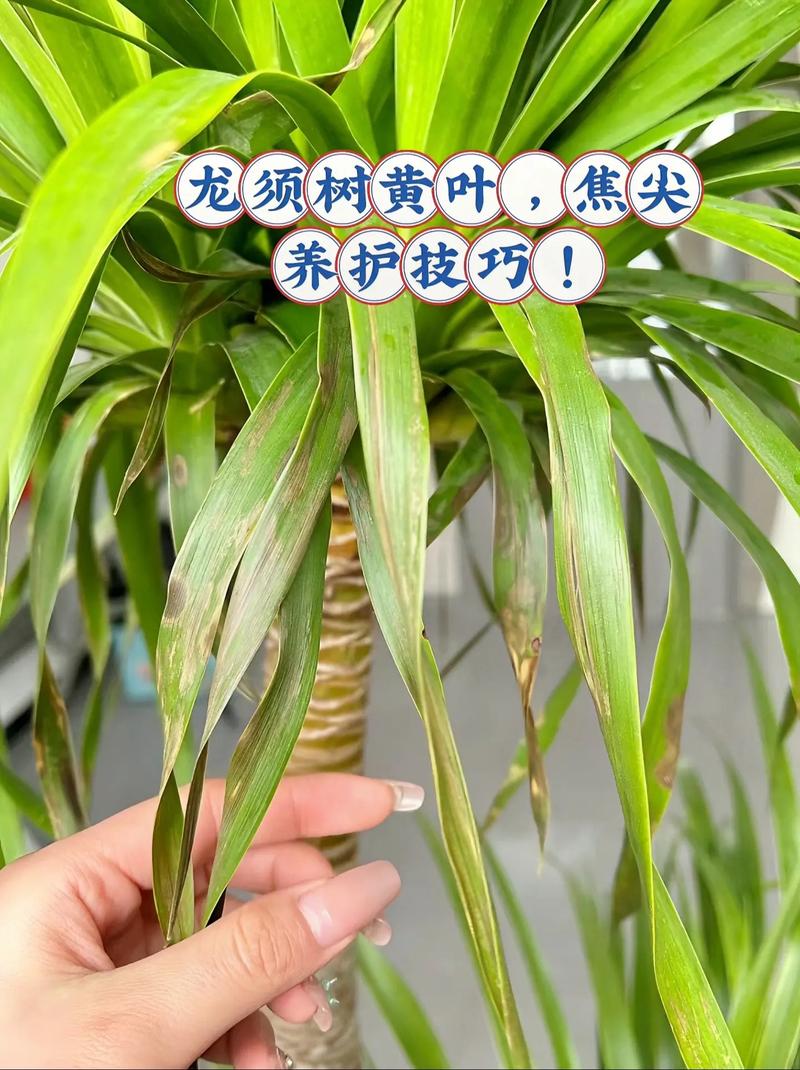 龙血树怎样养殖和注意事项