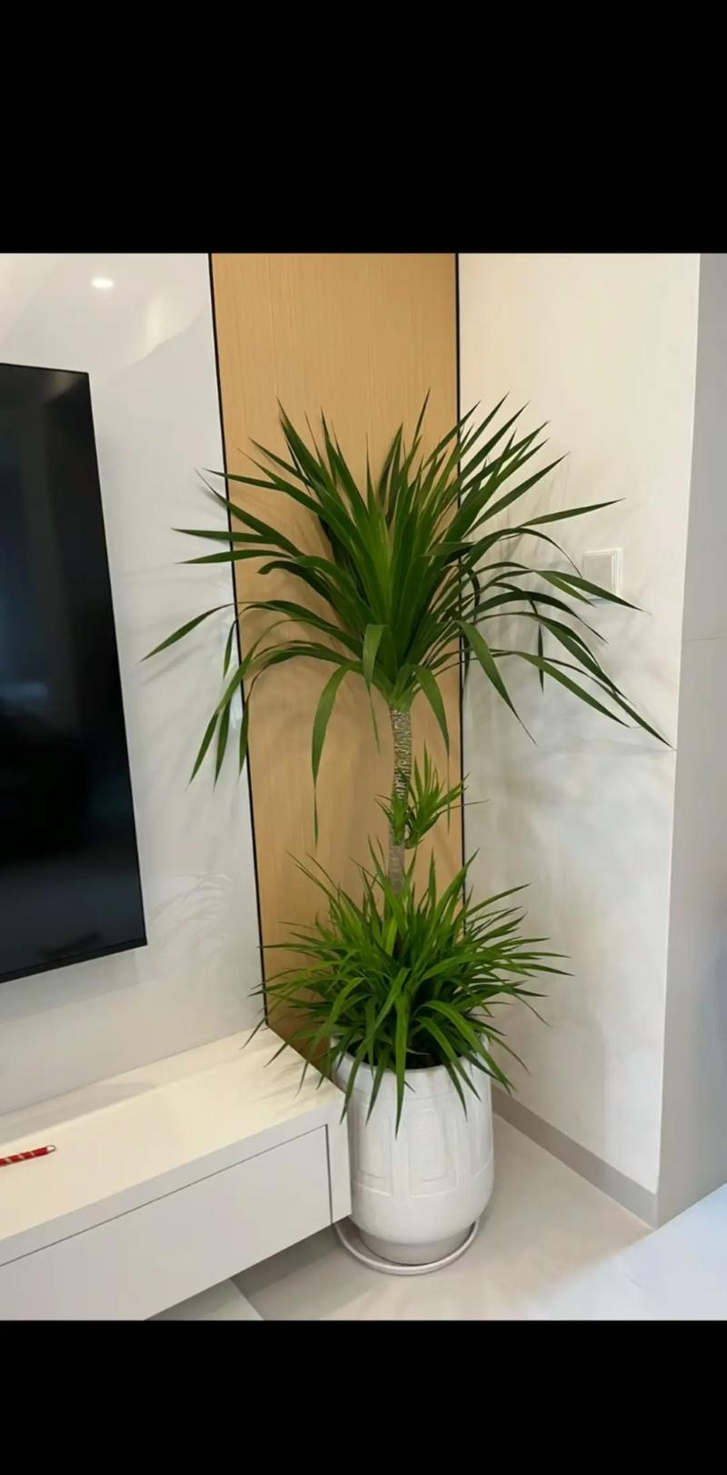 龙血树怎么养才能养好