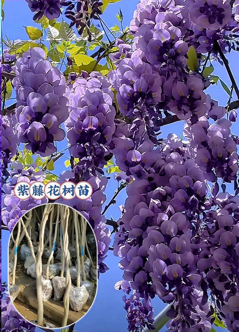 紫藤的花语和寓意，有什么传说故事，紫藤花花语及传说？