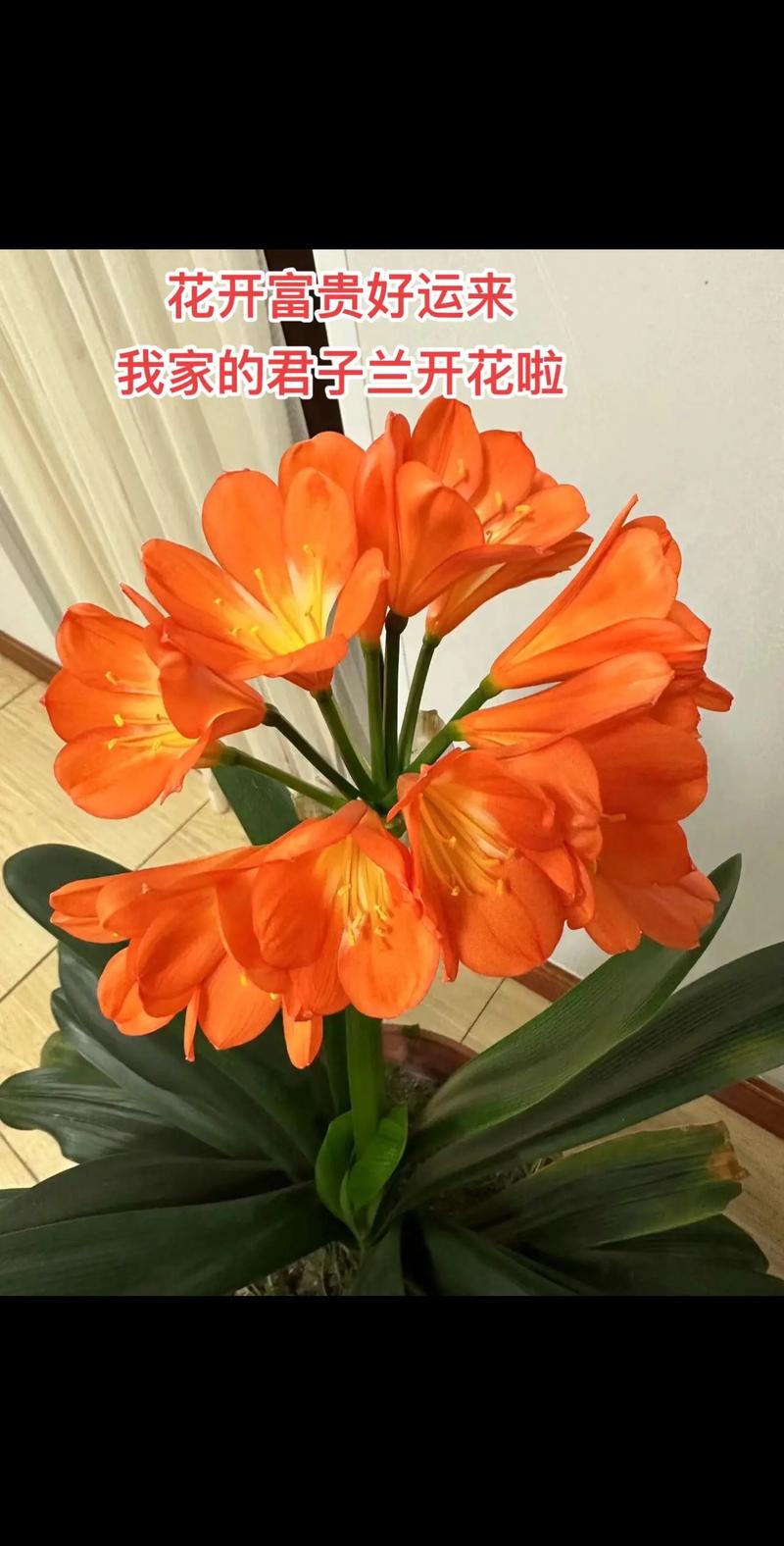送老人寓意好又好养种花有哪些