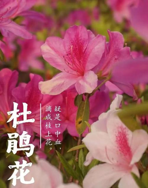 代表老年人的花,花语形容老年人是什么花