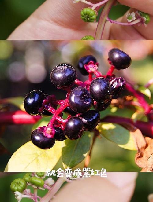 美洲商陆有毒吗
