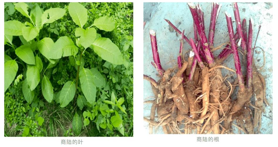商陆有毒还是无毒