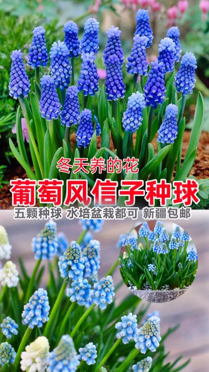 葡萄风信子怎么养