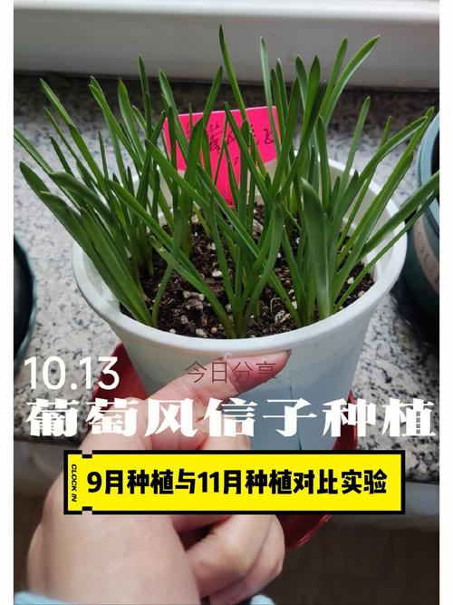 葡萄风信子的种植方法和注意事项