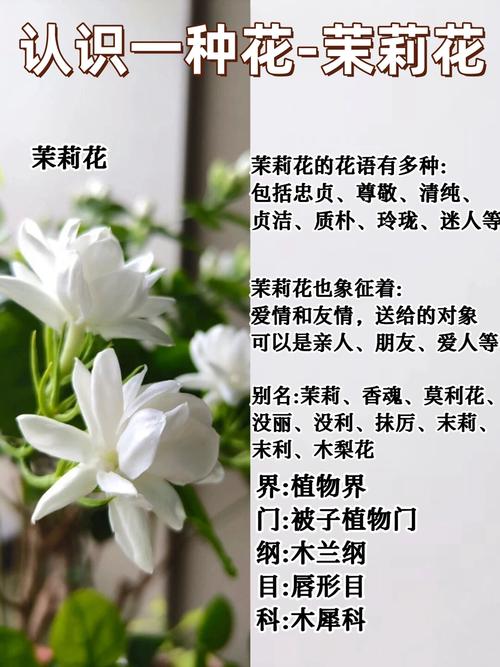 茉莉花什么季节开花，茉莉花什么季节开花季节？