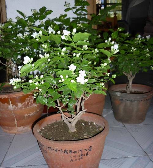 茉莉花什么季节开花,开花时间是几月份