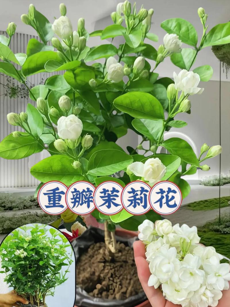 茉莉花一年四季什么时候开花?