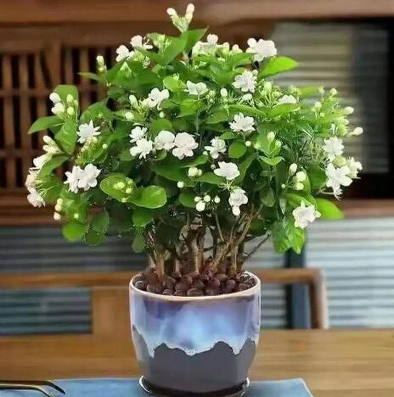 茉莉花一年开几次花,什么时候开花