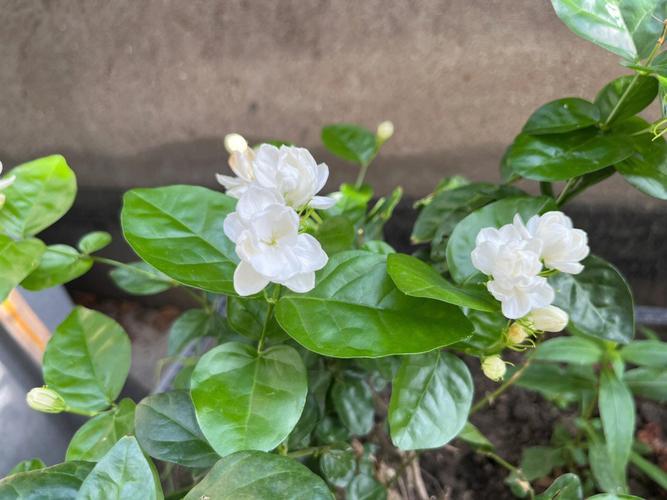茉莉花什么时候开花