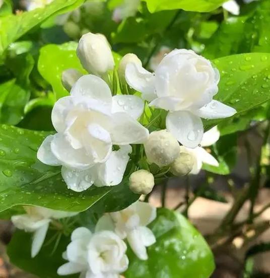 茉莉花开花时间是什么时候