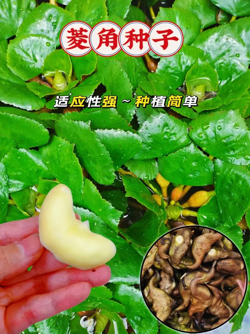 牛角菱可以生吃有毒吗