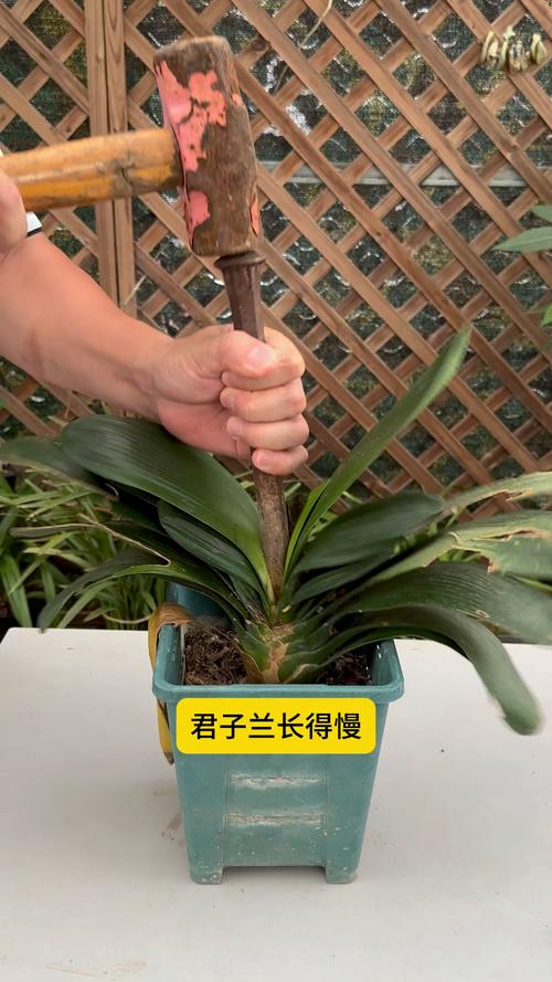 君子兰长的慢怎么办
