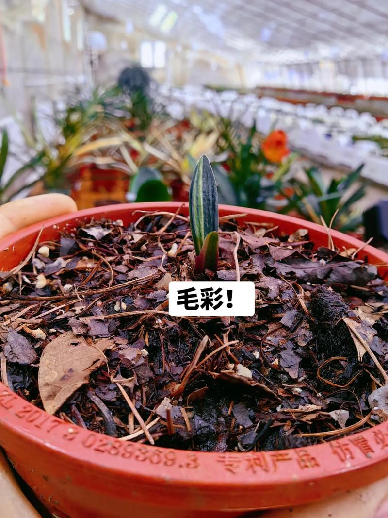 君子兰小苗不长怎么办