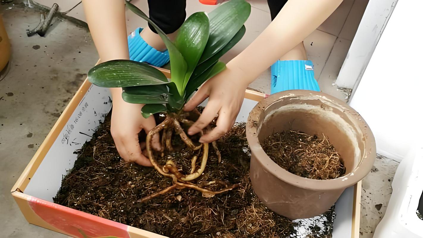 君子兰怎么换土换盆
