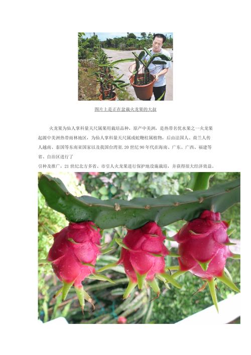盆栽火龙果的养殖方法和注意事项,怎么修剪