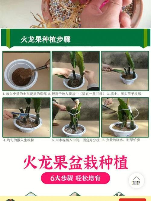 火龙果盆栽种植方法及管理要点