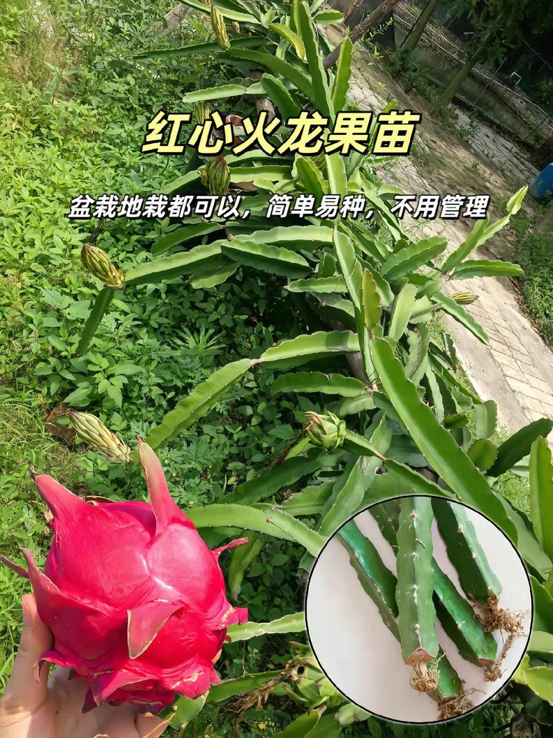 盆栽火龙果的养殖方法和注意事项