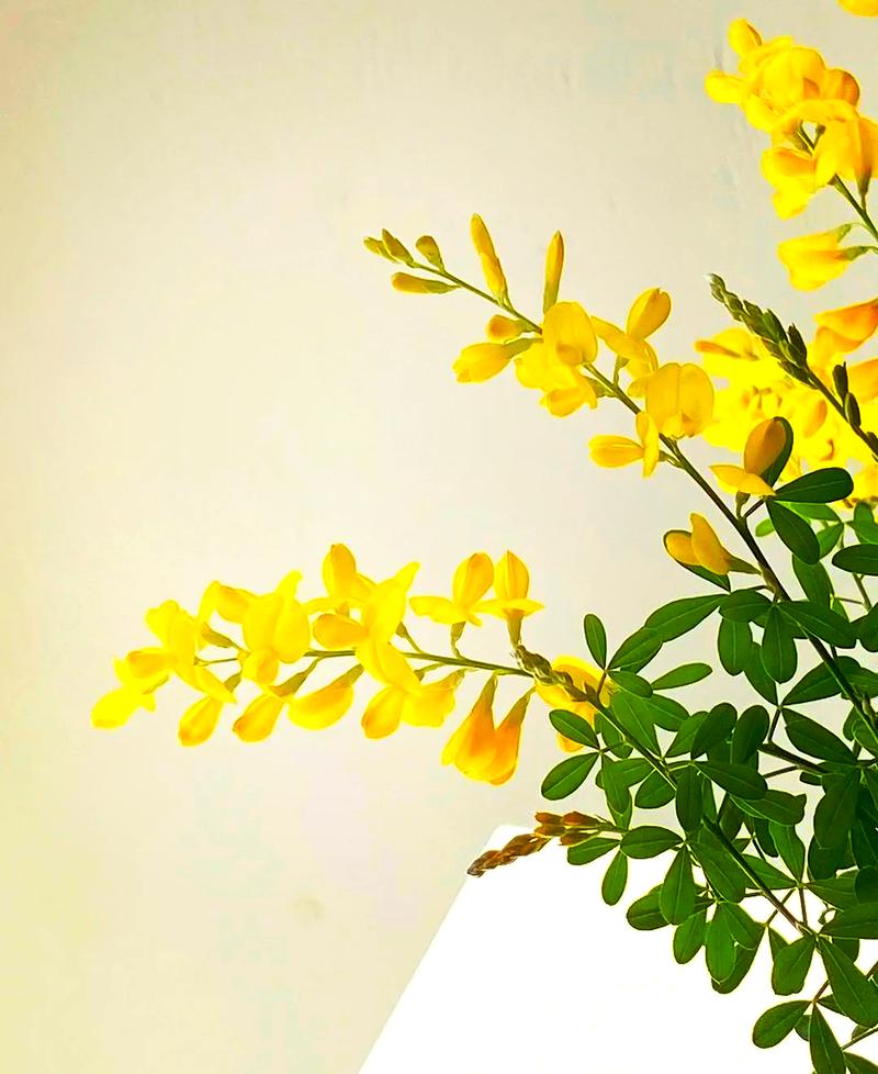 金雀花怎么养，金雀花怎么养长的好