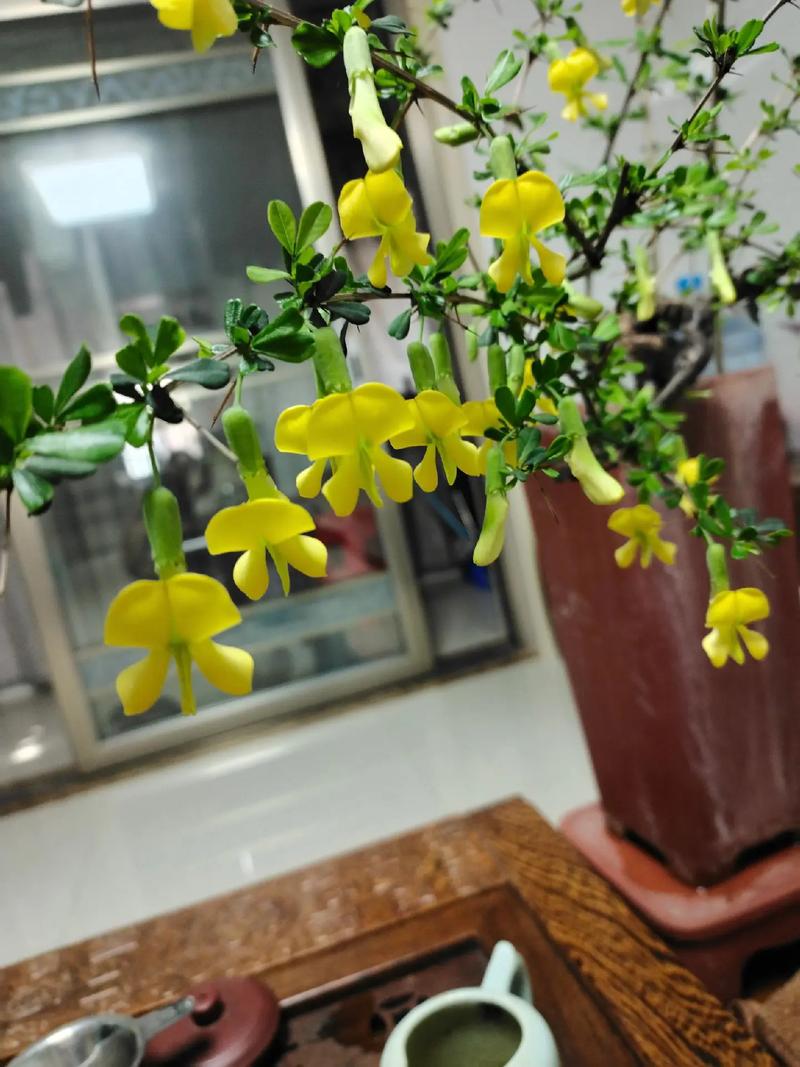 金雀花怎么养