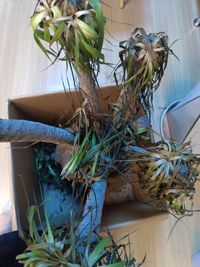 龙血树茎秆脱皮腐烂怎么办，龙血树枝干烂了怎么办？
