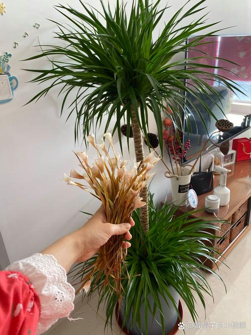 龙血树叶子枯黄,茎秆脱皮腐烂怎么办