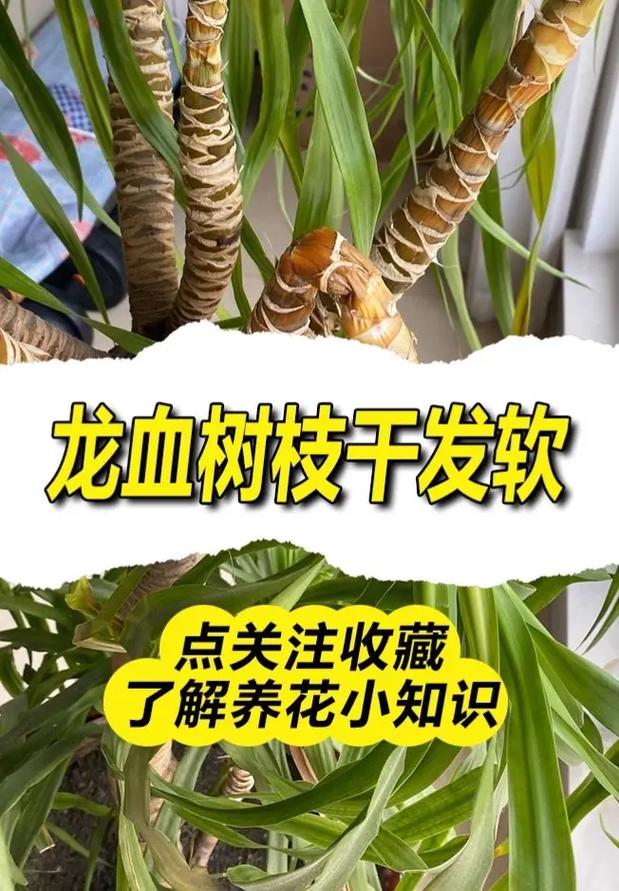 龙血树茎变软干瘪还能救吗