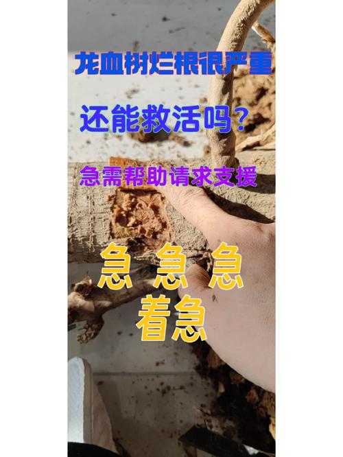 龙血树茎脱皮腐烂怎么办?