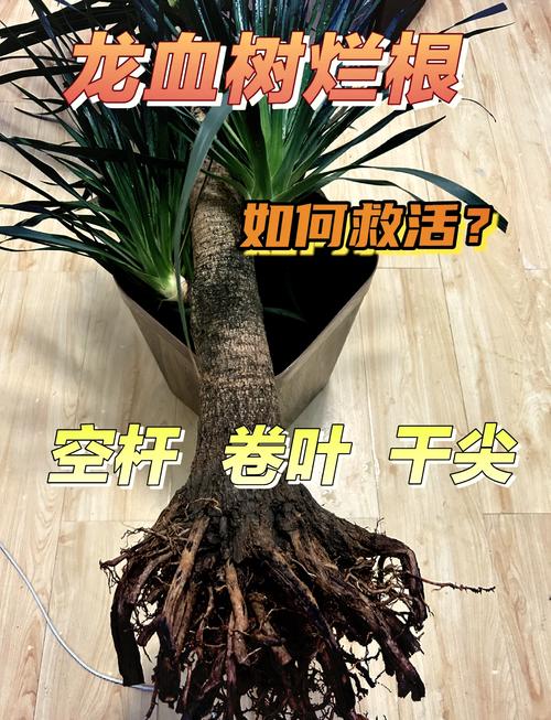 龙血树茎秆软了瘪了怎么办