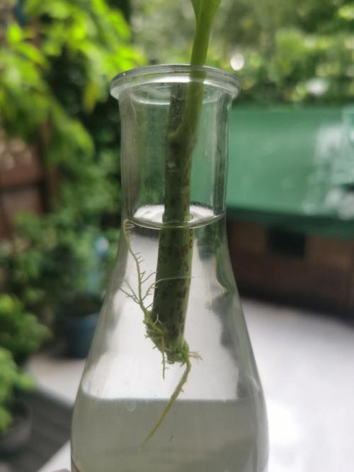 绣球花怎么水培生根