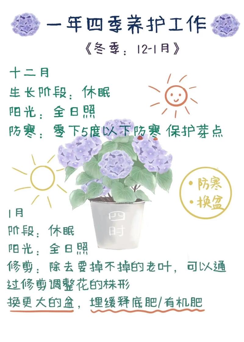 绣球花怎么水养
