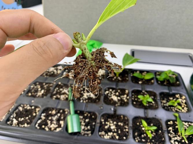 绣球花怎样水培生根
