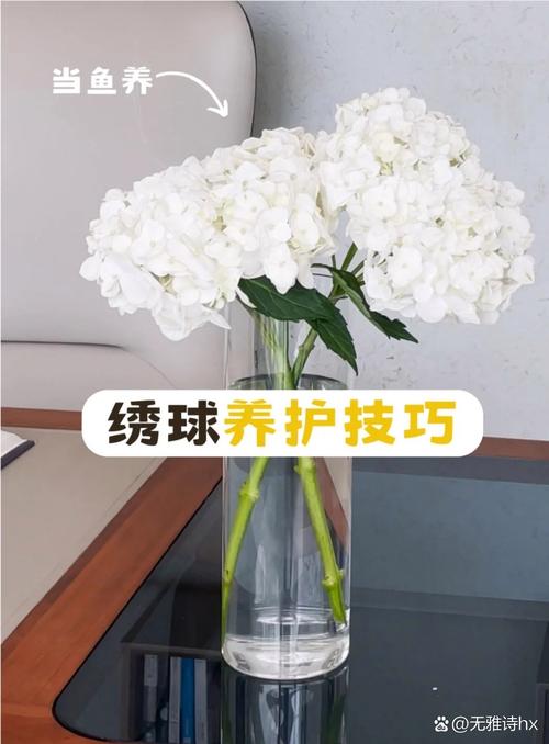 绣球花怎么水培生根方法是什么