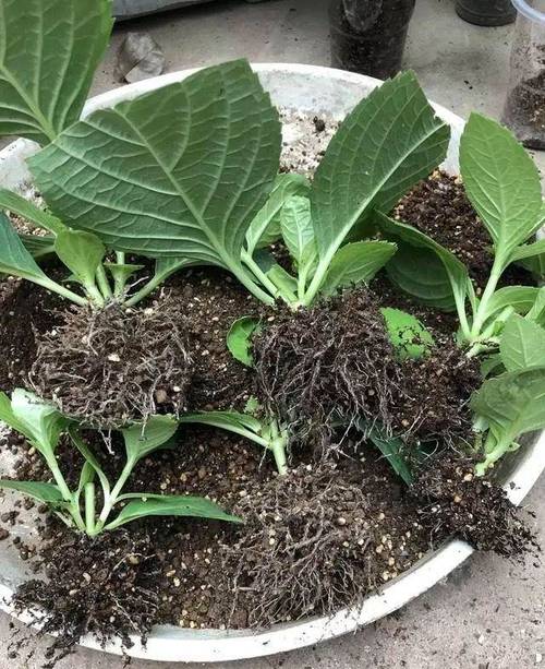 绣球花如何水培生根?