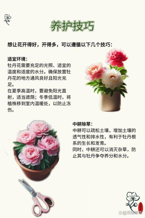 牡丹浇水的正确方法浇多了会怎么样?